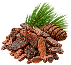 Pinienrindenextrakt (Pinus pinaster) in der Formel von {{OFFER_NAME}}